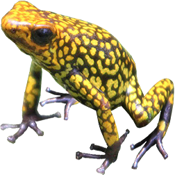 Granular Dart Frogs